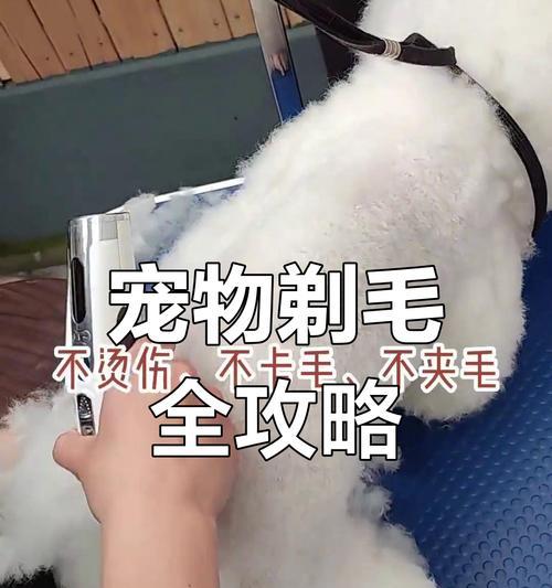 狗狗剃毛后需要多久才能长长？（了解狗狗毛发生长周期及保持毛发健康的方法）