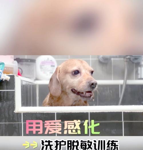 让狗狗爱上洗澡的方法（解析狗狗抗拒洗澡的原因及有效改善方法）