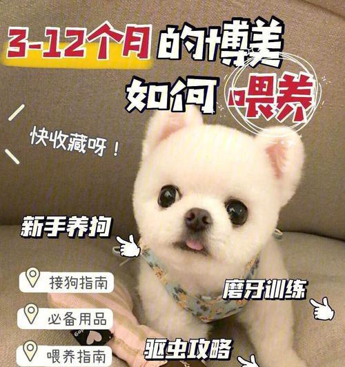 幼犬喂养与成长的重要注意事项（正确喂养和关爱幼犬，帮助其健康成长）