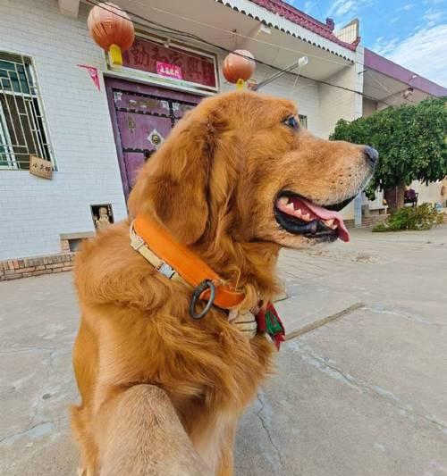 探寻陕西狗品种的多样性及特点（从丝绒猎犬到汉中牧羊犬，陕西狗品种令人惊叹）