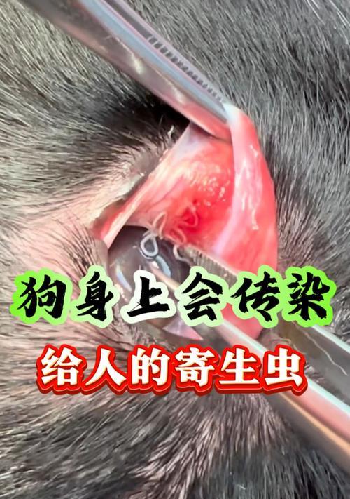 揭秘犬的寄生虫（保护宠物健康，远离犬寄生虫的威胁）