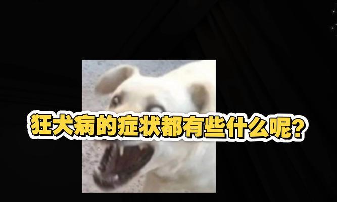 狂犬病前期症状（了解狂犬病前期症状的重要性，保护自己和他人的健康）