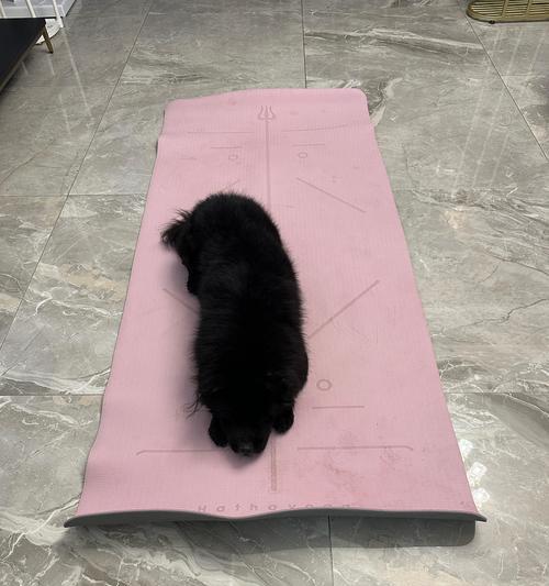 六个月大的狗狗一天需要睡多久？（探究六个月大狗狗的睡眠需求以及如何确保它们获得足够的休息）