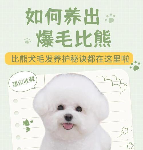 比熊犬剃毛后的毛发生长周期与护理技巧（了解比熊犬剃毛后毛发生长的时间及如何正确护理）