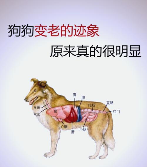 狗冠状病毒治愈周期的研究与分析（狗冠状病毒治愈时间的因素及预防措施分析）