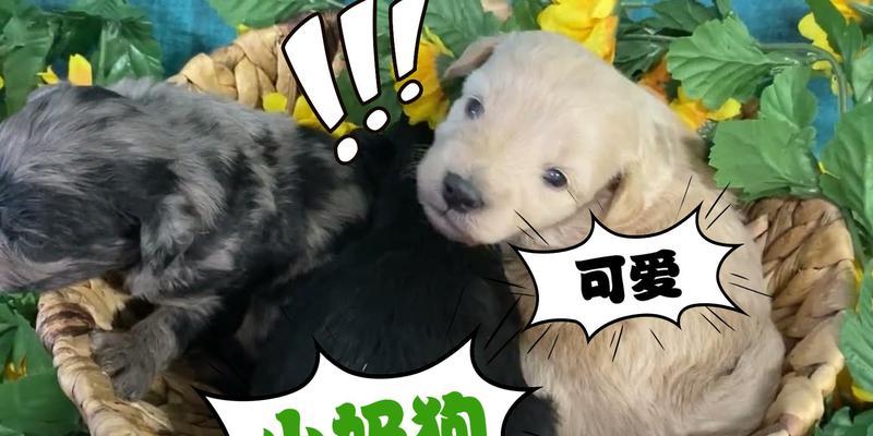 小奶狗何时适合添加辅食？（多久开始喂小奶狗辅食？）