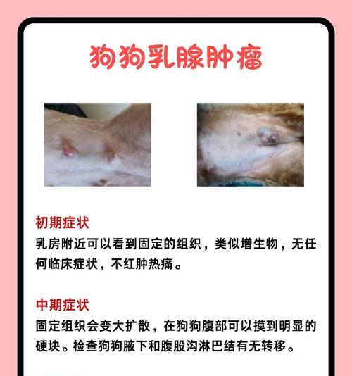 摸到狗狗身上肿块的6种可能性（肿瘤并非唯一原因，狗狗肿块的多种可能性解析）