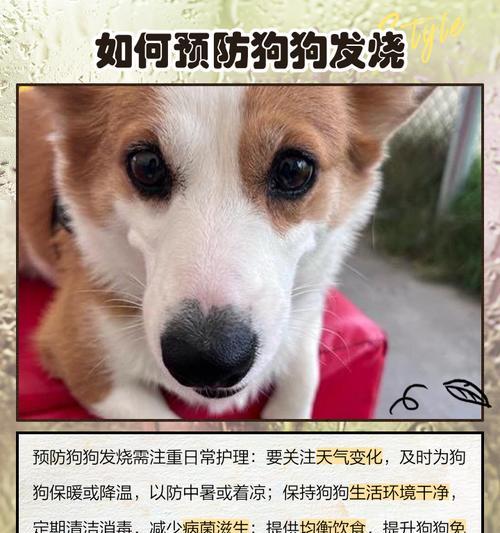 如何判断狗狗年龄？（简单易行的方法帮助您判断狗狗的年龄）