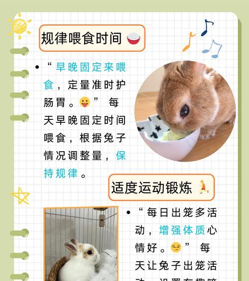 兔子拉又小又软便便如何处理？（治疗方法和预防措施探究）
