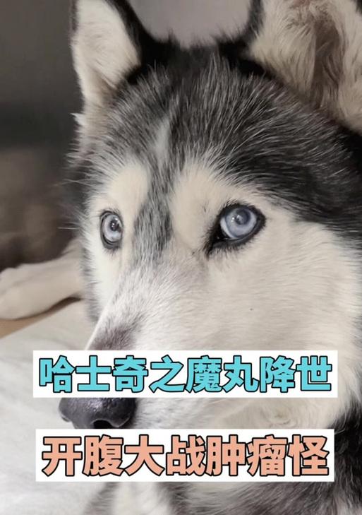 狗狗肝脏肿瘤的症状及治疗（了解狗狗肝脏肿瘤的症状，及时采取治疗措施，保护它们的健康）
