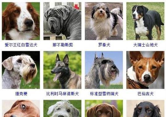 养宠物狗的注意事项（宠物狗养育要点详解）