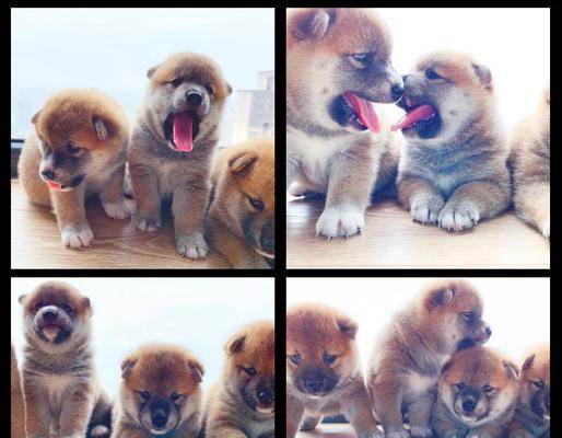 如何快速分辨真假柴犬（简单实用的方法帮助你识别真假柴犬）