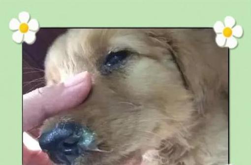 泰迪炎症（了解泰迪炎症，保护你的宠物健康）