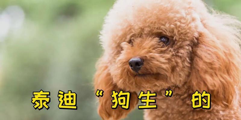 泰迪犬的生育周期及繁殖间隔（泰迪犬繁殖频率与健康生育的关系）