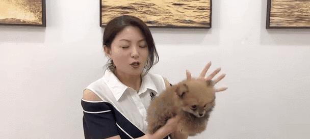博美犬5个月大时合适洗澡吗？（清洁卫生与健康成长的平衡）