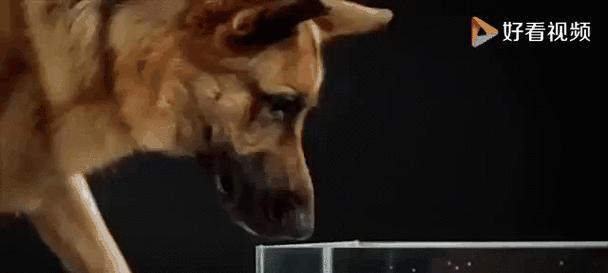 怎样解决狗狗不喜欢喝水的问题（让你的爱犬每天饮水量达标）