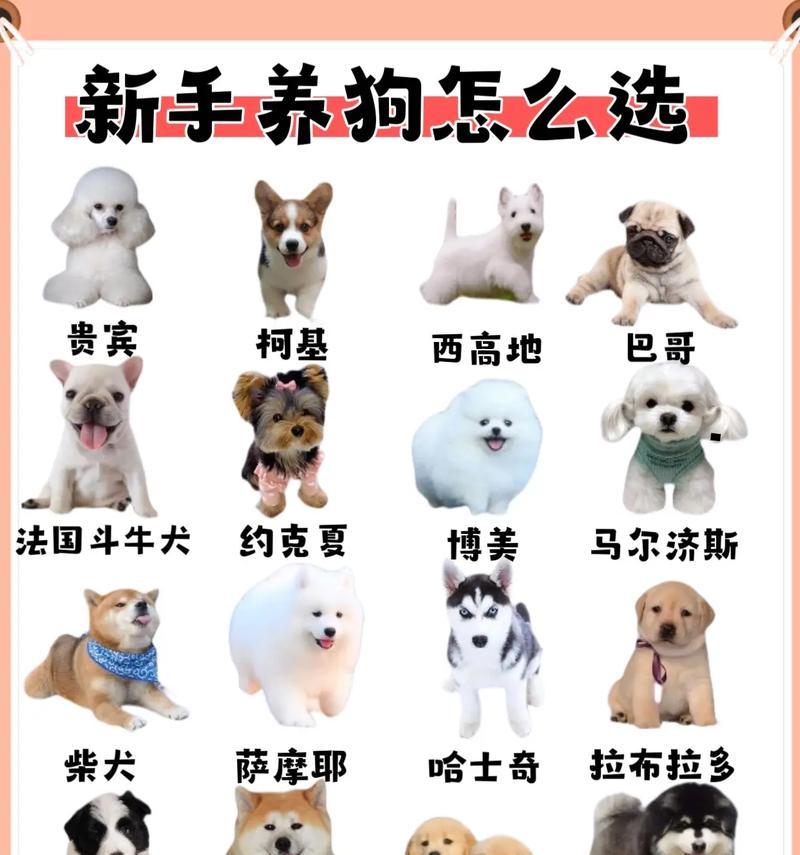 可爱小巧的狗狗品种一览（迷你犬种的种类和特点）