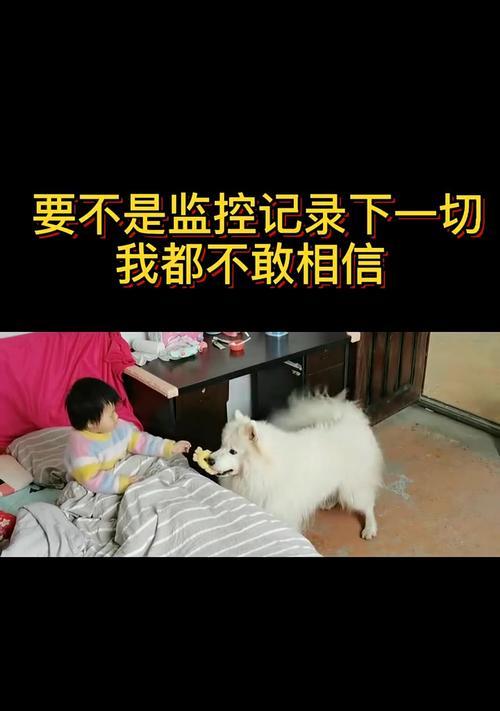 适合小孩的狗狗品种（了解哪些狗狗最适合与小孩相处）