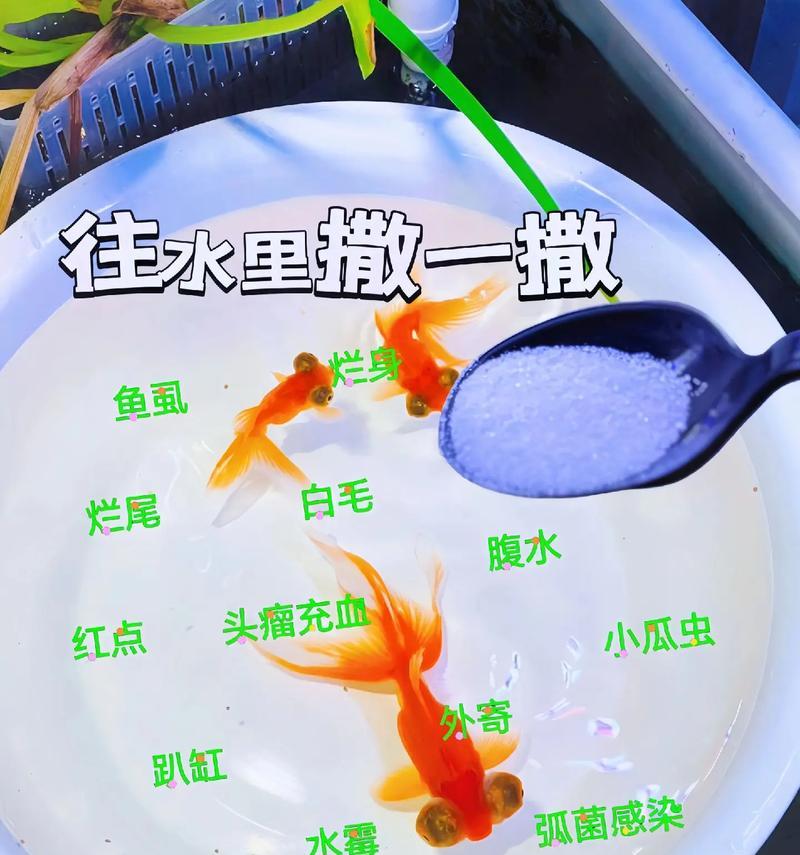 大鱼缸养鱼，水换几时合适？（科学养鱼，水换频率需掌握）