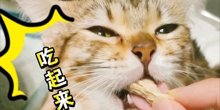 揭秘猫咪心头好！这7件事做得越多越好（了解猫咪喜欢的东西，让你成为它的最爱！）