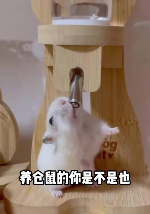 仓鼠的饮水频率与健康——科学喂水保护宠物仓鼠（仓鼠喝水时间间隔、水量与适宜温度的调节要领）