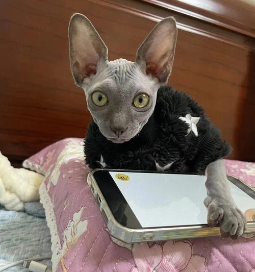 新手养猫必读（选择合适的猫种，让你成为猫咪的贴心主人）