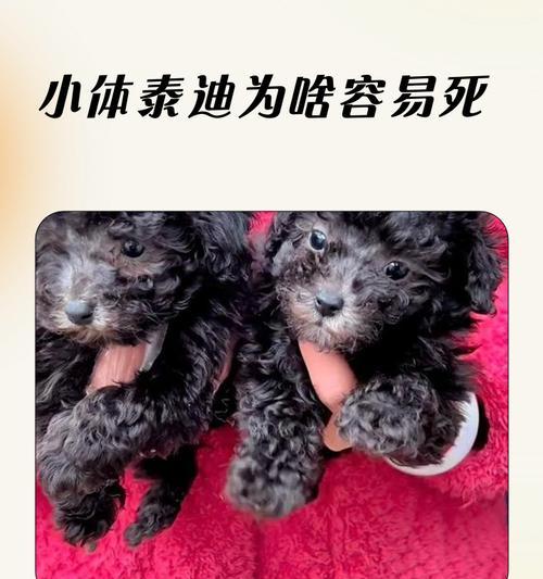 泰迪狗的内脏饮食指南（揭秘泰迪狗适合食用的内脏及其营养价值）