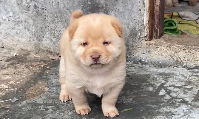 广西土狗的品种与特点（探究广西土狗的多样性和独特魅力）