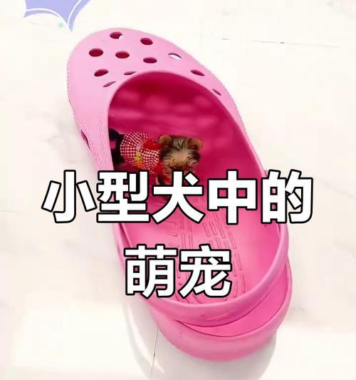 茶杯犬的来源和寿命（茶杯犬）