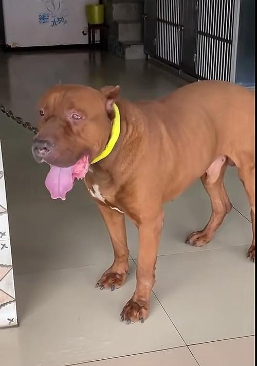 了解比特犬（探索比特犬的独特特征并提供科学合理的喂养建议）