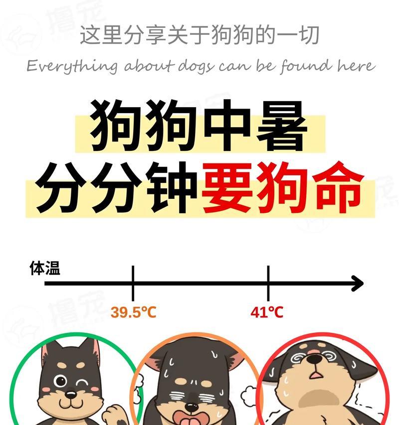泰迪中暑后的康复与护理（了解恢复时间、提供正确照顾的关键）