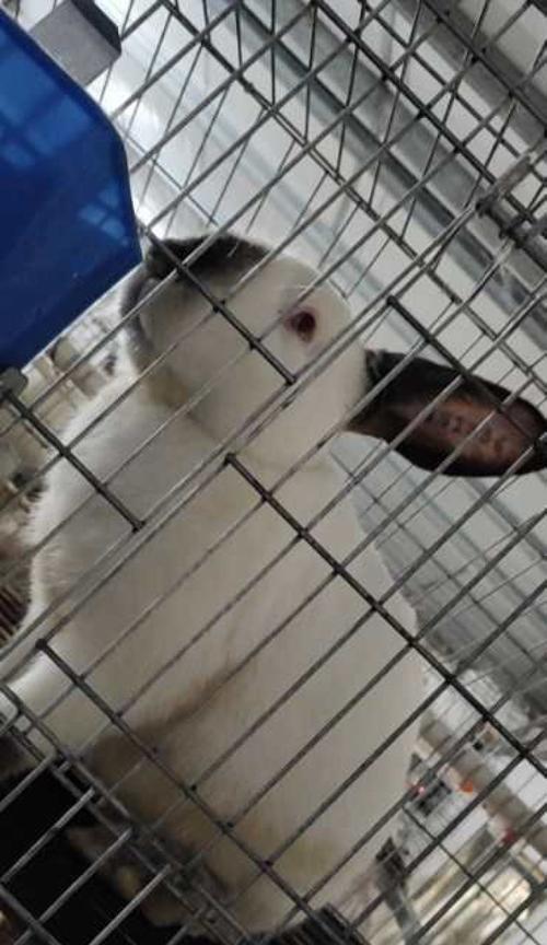 如何选择优良肉兔品种？（了解不同兔子品种，选择适合养殖的品种）