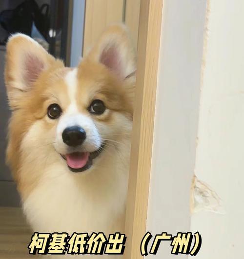 柯基狗价格之地域差异（探究双色柯基和三色柯基的价格差异及市场趋势）