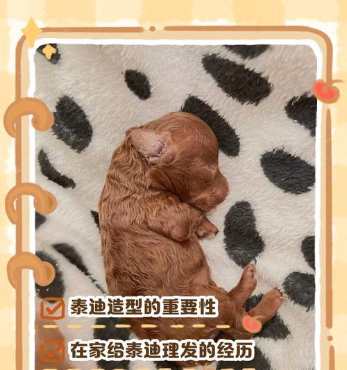 泰迪毛剃光后需要多久才能长出来？（了解泰迪毛剃光的生长周期及护理方法）