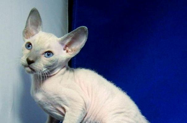 无猫猫世界的奇妙品种之旅（探寻无猫猫世界中的多样品种，让我们拥抱全新的猫咪世界）