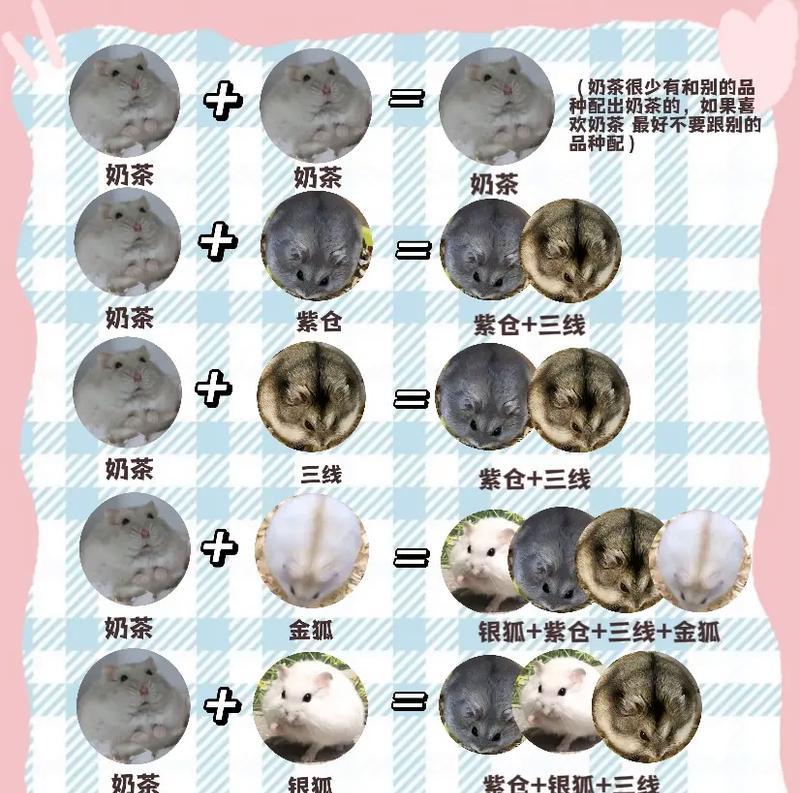 以银狐仓鼠的体重为主题的文章（探究以银狐仓鼠的体重变化及其影响因素）