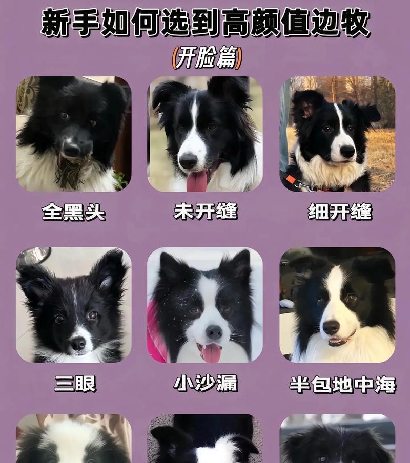 边牧与主人的羁绊（边牧认主的关键时刻及训练技巧）