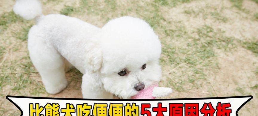 比熊狗狗吃完食物后多久大便？（探究比熊狗狗消化系统的特点及影响大便时间的因素）