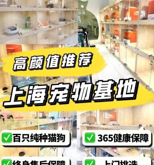 养一只拉布拉多犬的月度花费分析（新手铲屎官了解一下，每月养一只拉布拉多犬需要花多少钱？）