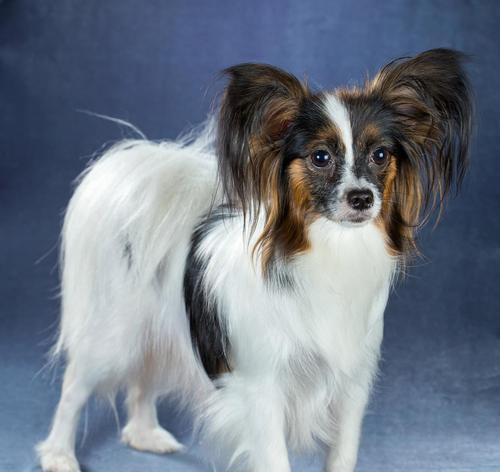 毛少的小型犬——可爱的宠物选择（了解毛少的小型犬，选择合适的伴侣）