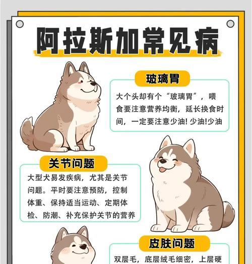 阿拉斯加犬感冒的症状与康复时间（了解阿拉斯加犬感冒的表现和治愈时间）