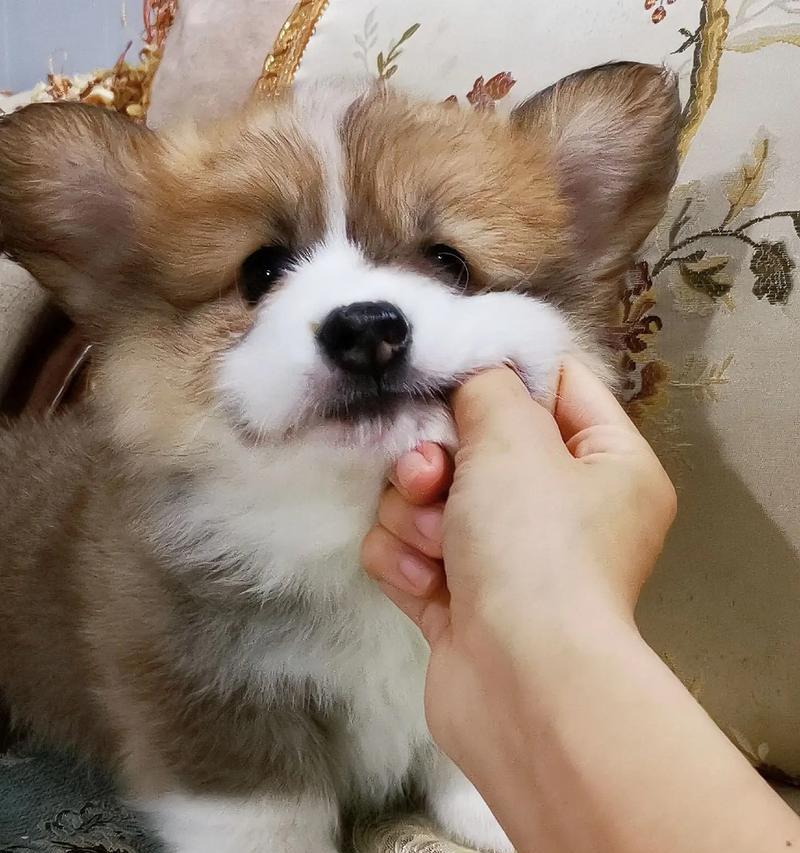 柯基幼犬胎毛退掉时间及相关注意事项（揭秘柯基幼犬胎毛的成长过程，关注幼犬健康发育）