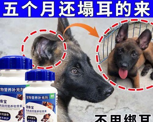 狗狗缺钙补多久？探究科学的钙补养护方法（科学养护方法助你了解宠物犬缺钙补充的时长与频率）