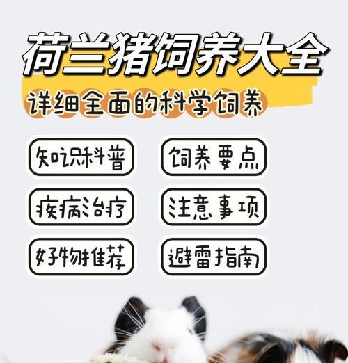 荷兰猪的减肥秘籍（控制饮食与适度运动）