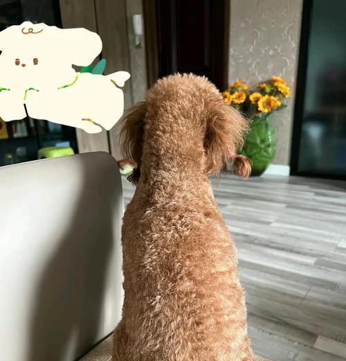 泰迪髌骨脱位（了解泰迪髌骨脱位的常见症状和发生原因，保护宠物的健康和幸福。）