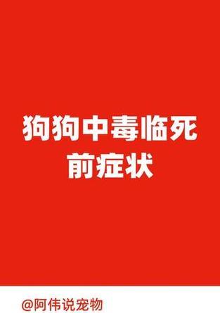 中暑狗狗的症状及应对方法（如何辨认中暑狗狗的症状，有效救治）