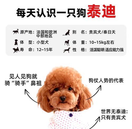 泰迪长牙齿的时间及注意事项（泰迪犬长牙齿时间表与护理指南）