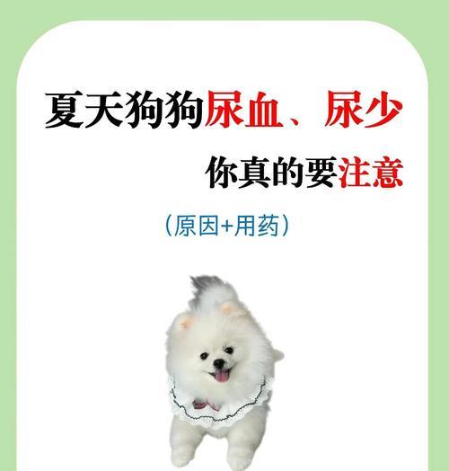 狗狗细小的原因及防治方法（探究狗狗细小的多种原因，以及如何预防和治疗这种疾病）