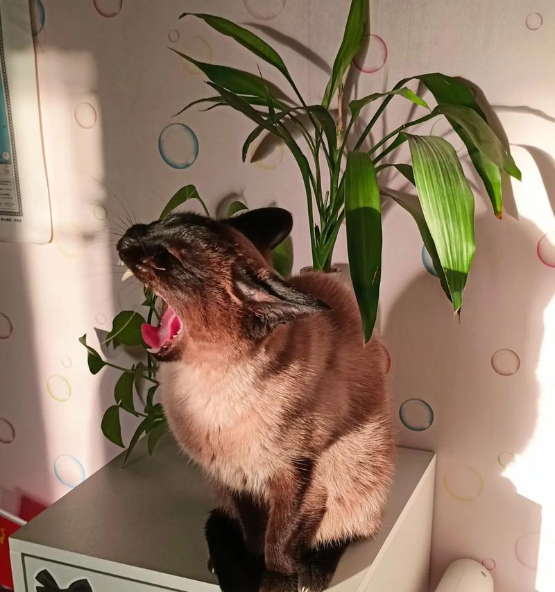 猫咪晒太阳的最佳时间和时长（为宠物猫咪晒太阳的必要性与注意事项）