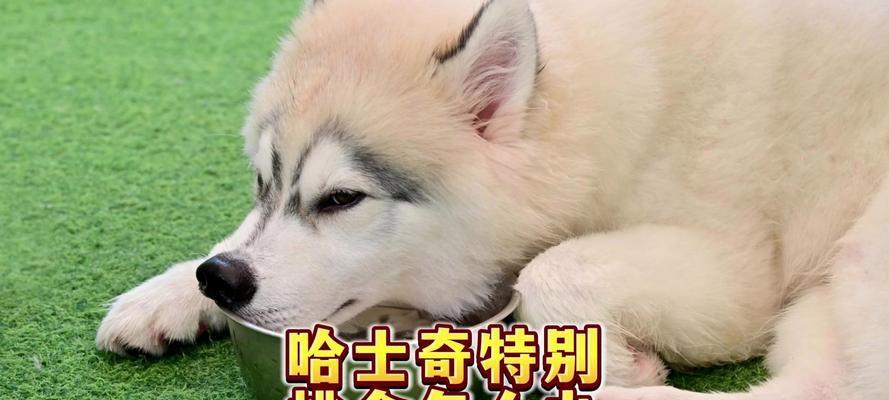 哈士奇的饮食需求及每日狗粮摄入量（探究哈士奇的食量及其对健康的影响）
